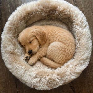 May include: A round, beige, plush pet bed with a thick, shaggy faux fur texture. A golden-colored puppy is curled up in the center of the bed, sleeping with its head tucked near its front paws. The bed has high, cushioned walls for support.