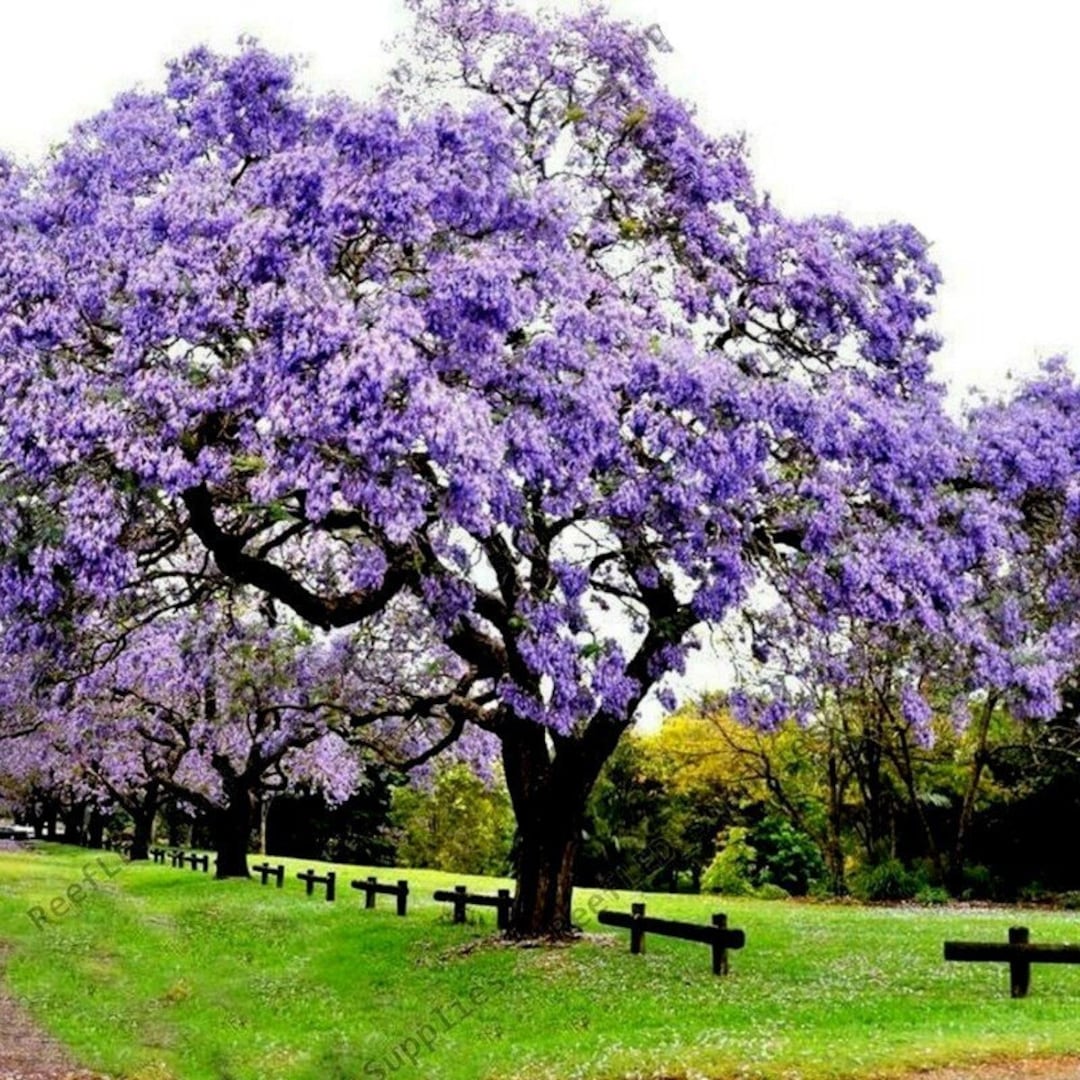 Paulownia fortunei - Fortunes Empress Tree, Sapphire Tree - Quinta dos  Ouriques