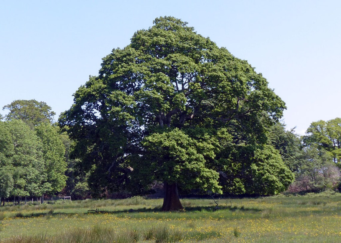 Irish Oak Tree seeds X 16 National tree of Ireland SESSILE Etsy
