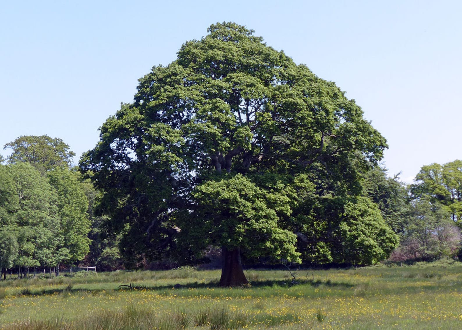 Irish Oak Tree Nationale boom van Ierland 2 jaar oude boom Etsy België