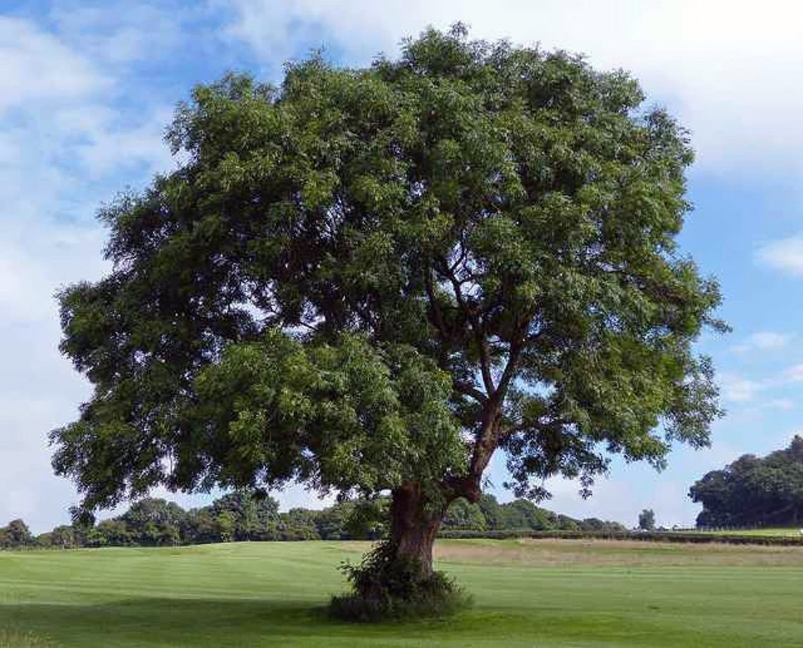 Irish Ash Tree Seeds 5g approx 52 seedsFraxinus Etsy