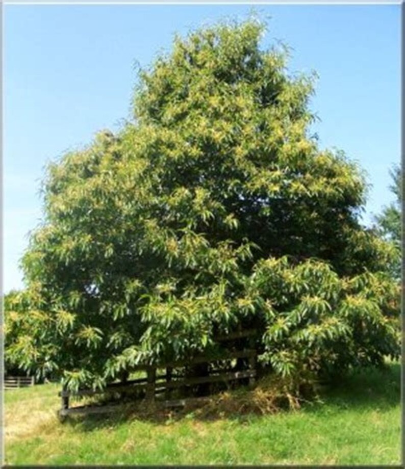 Sweet Chestnut Tree Seeds x20 Etsy