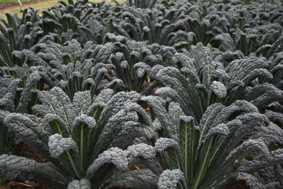 Kale 100 Seeds nero Di Toscana Perfect Winter Garden Veg Etsy Australia