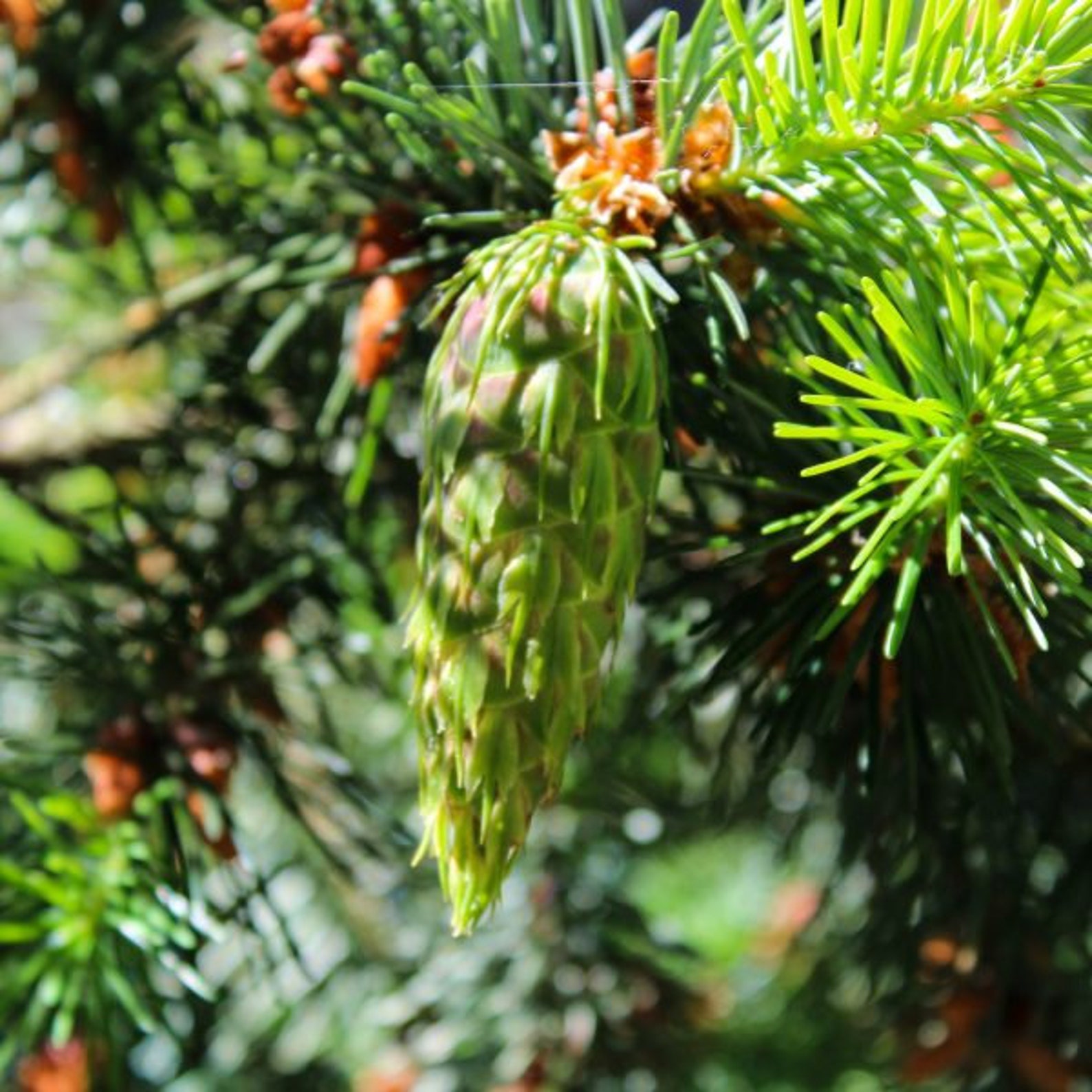 Douglas Fir Tree seeds 20 seeds Pseudotsuga menziesii plus Etsy