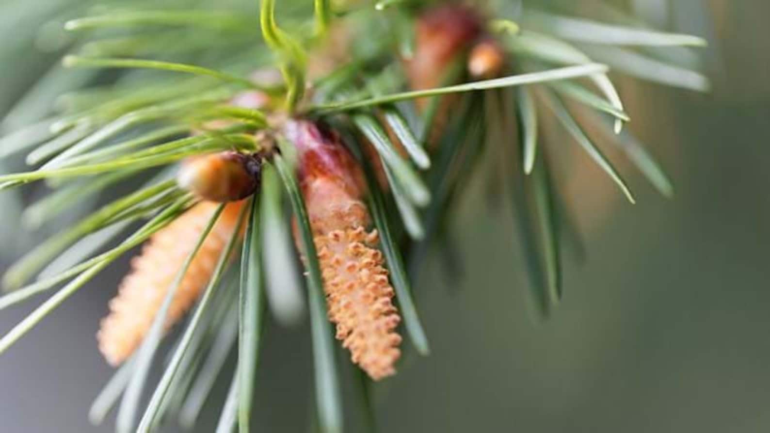 Douglas Fir Tree seeds 20 seeds Pseudotsuga menziesii plus Etsy