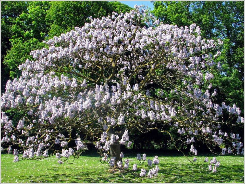 Empress Tree (Paulownia tomentosa) seeds, organic [TN, AL, NC, CT no]