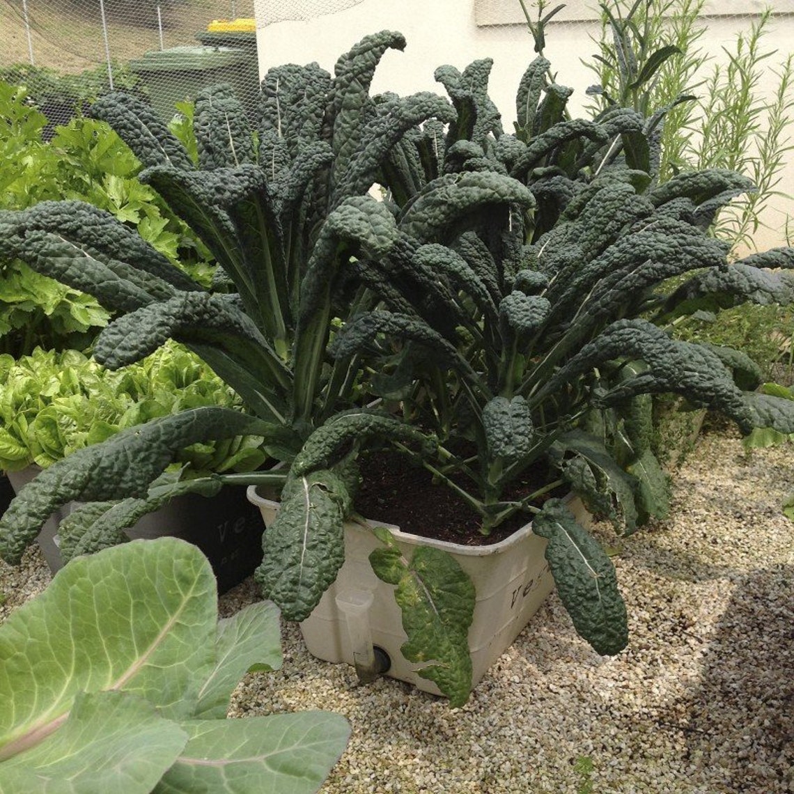 Kale 60 seeds Nero di Toscana perfect winter garden veg Etsy