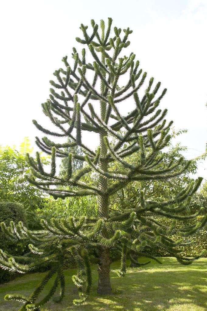 Monkey Puzzle Tree Fossil Slice araucaria Genuine Specimen -  Hong Kong