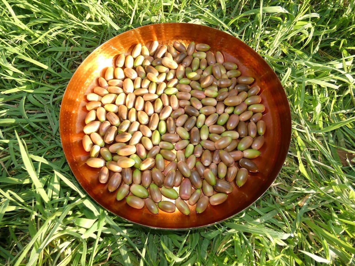 Irish Oak Tree seeds X 16 National tree of Ireland SESSILE Etsy