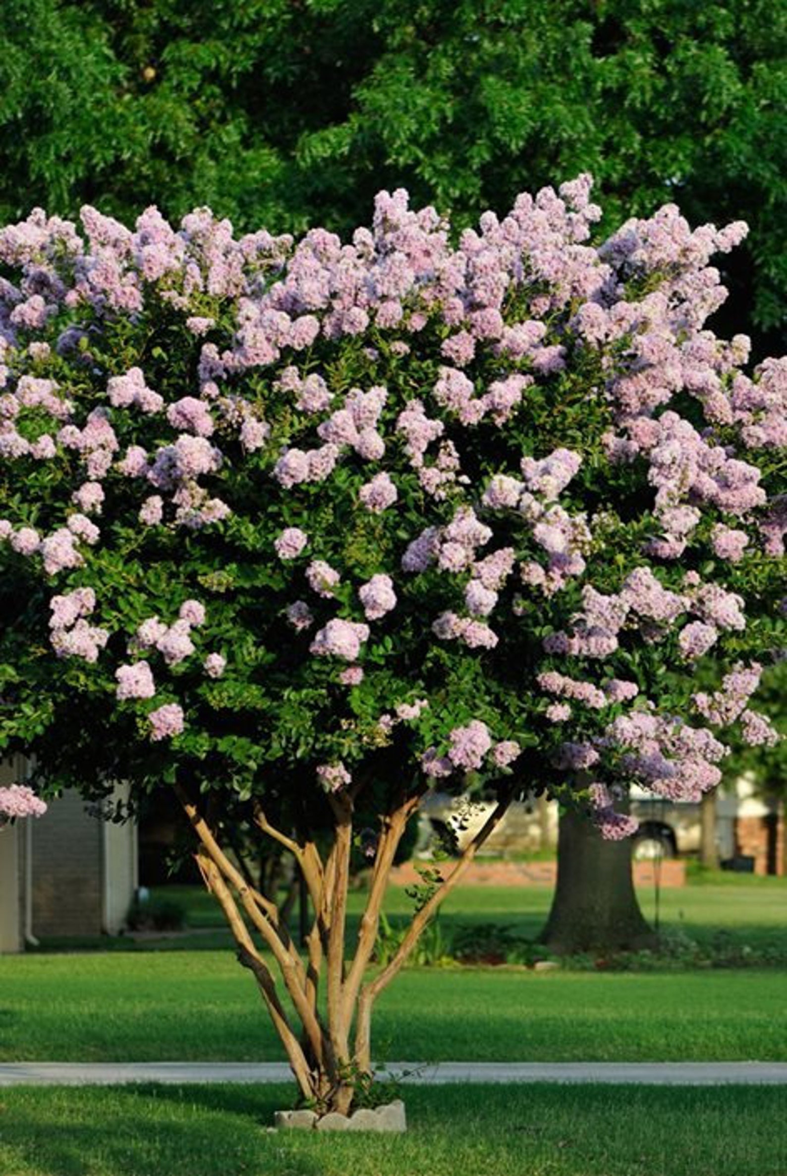 Crape Myrtle Lagerstroemia indica .5g Etsy