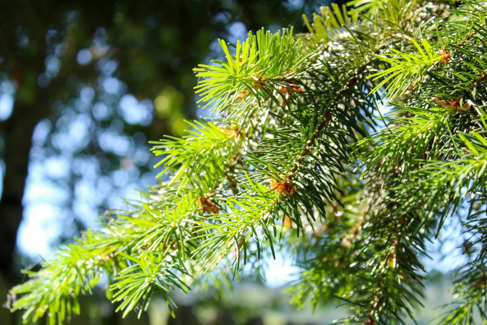 Douglas Fir Tree seeds 20 seeds Pseudotsuga menziesii plus Etsy