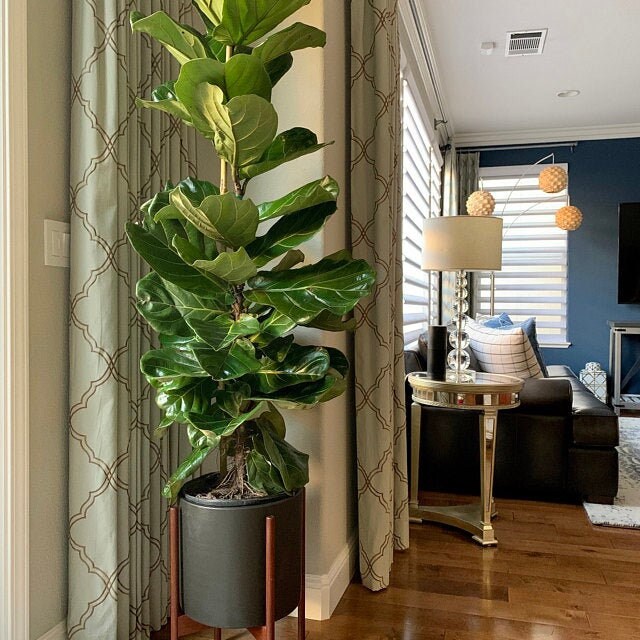 Where To Buy A Real Fiddle Leaf Fig Tree at Russell Jones blog