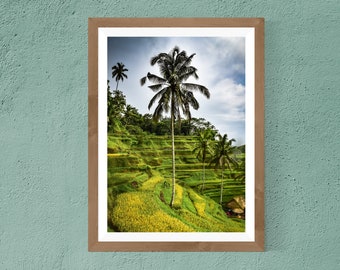 Tropical Landscape Photography Print - Bali Indonesia Palm Tree - Fine Art Photograph - Beautiful and Unique Gift Idea