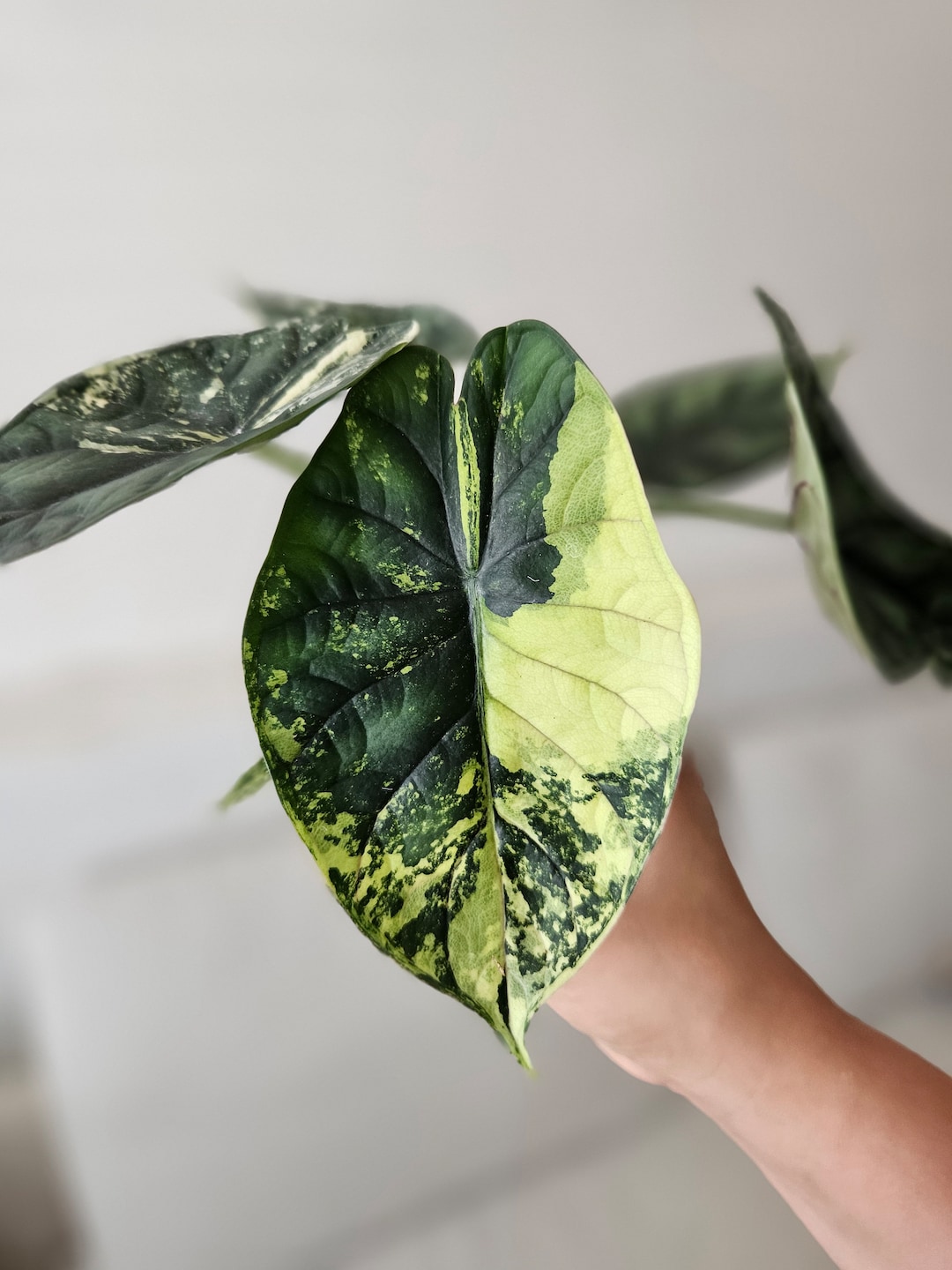 Aurea Alocasia Dragon Scale Variegated Etsy