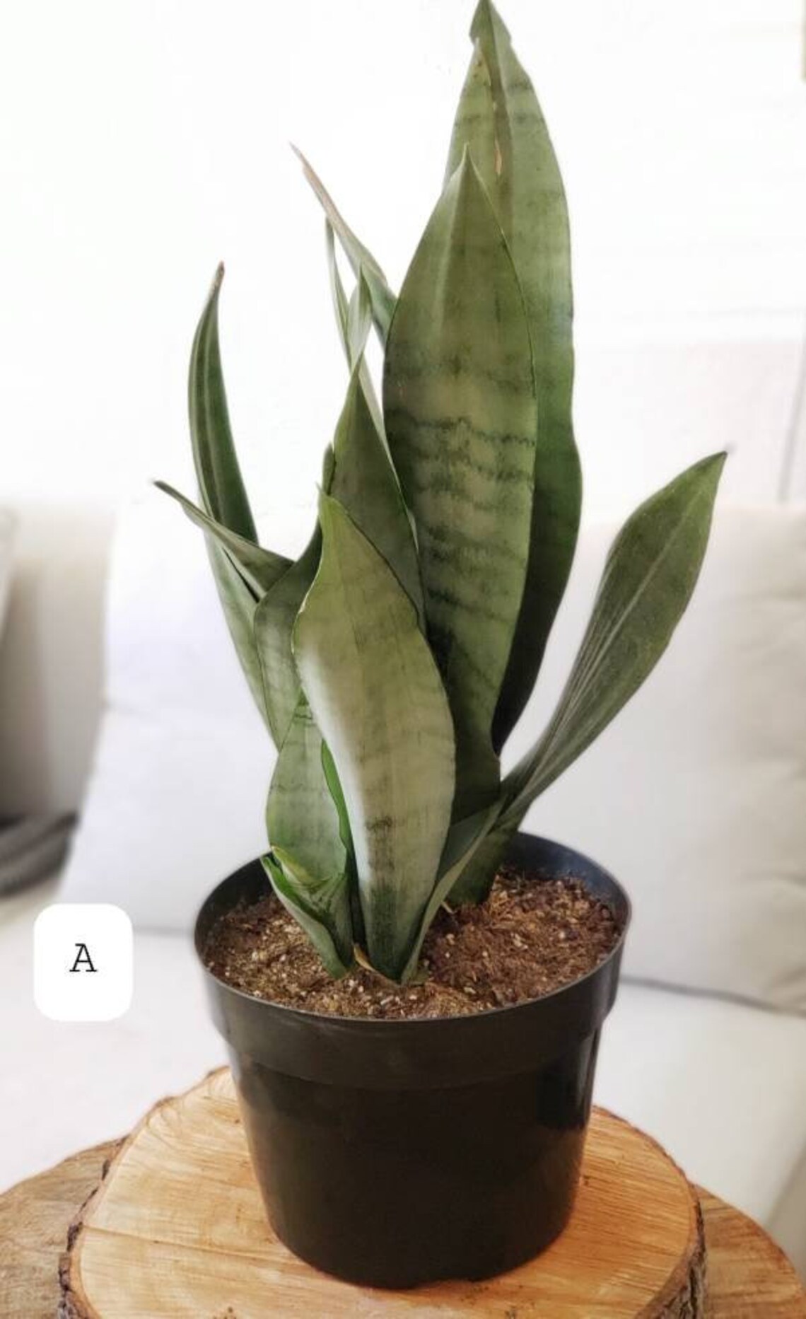 8 Sansevieria Moonshine LivePlant Snake plant Etsy