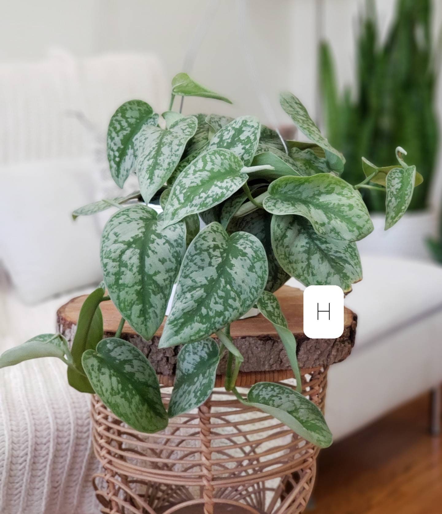 Scindapsus pictus exotica pothos de satén planta completa en Etsy