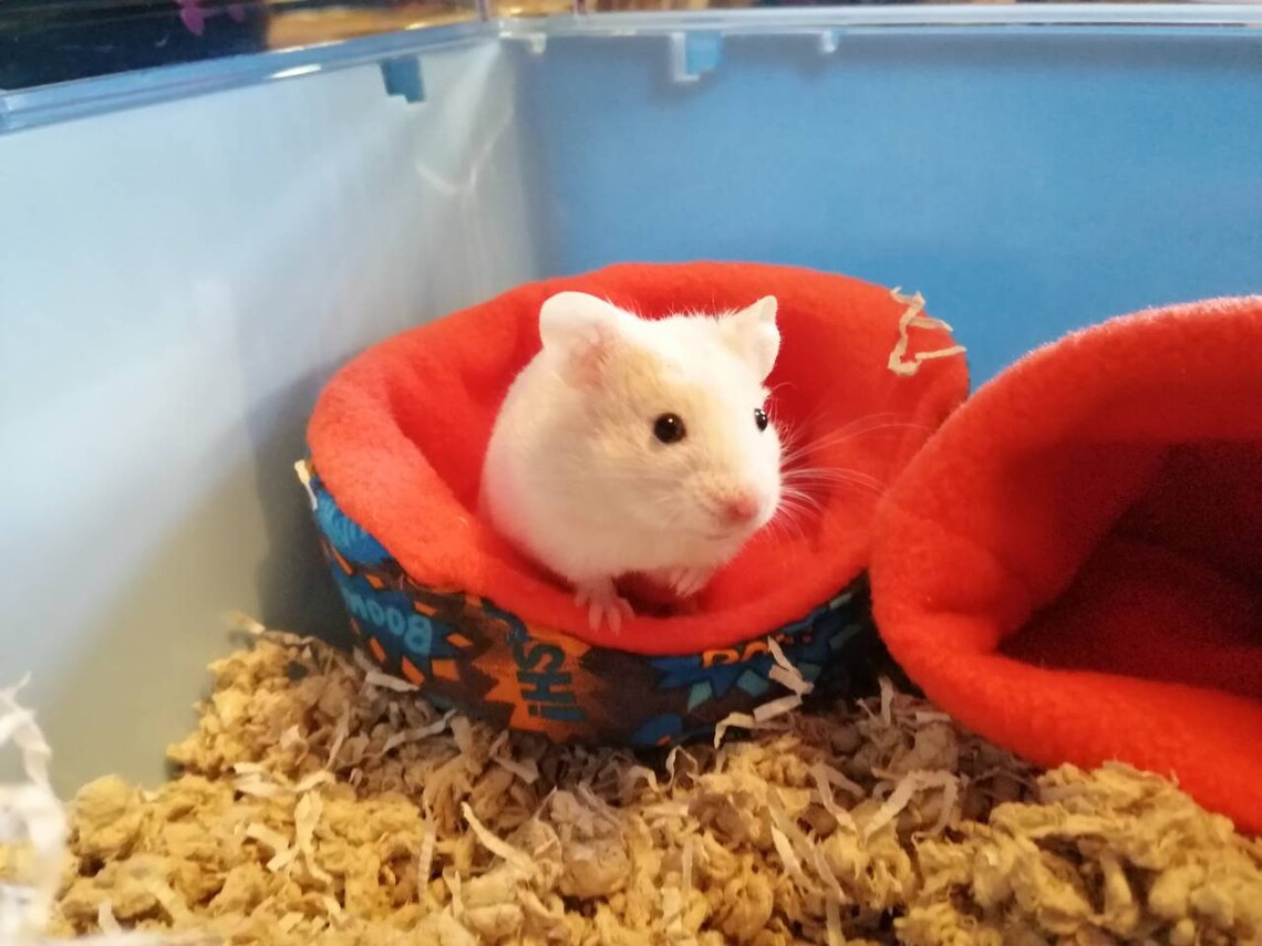 Custom Hamster Beds / Mouse Beds / Syrian Hamster Beds / Etsy