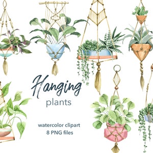 Watercolor Hanging plant clipart. Green indoor House Plant Clipart. Indoor Plant Clipart. Succulent, cactus clipart. Wedding, planner art