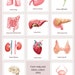 Watercolor Human Organs Clipart. Human Anatomy Body Parts. - Etsy