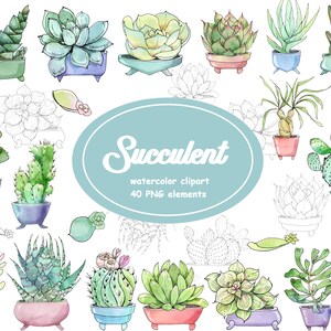 Imágenes prediseñadas suculentas de acuarela. Imágenes prediseñadas de plantas en macetas. Imágenes prediseñadas de plantas caseras de acuarela. Plantas de cactus. Ilustraciones suculentas, flores de boda