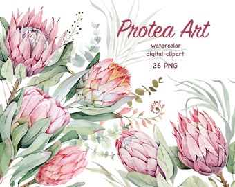 Watercolor Protea clipart. Pink Tropical Flowers. Wedding Protea and eucalyptus clip art.  Exotic pink and greenery Floral PNG