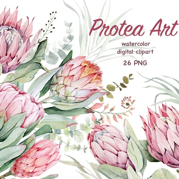 Watercolor Protea clipart. Pink Tropical Flowers. Wedding Protea and eucalyptus clip art.  Exotic pink and greenery Floral PNG
