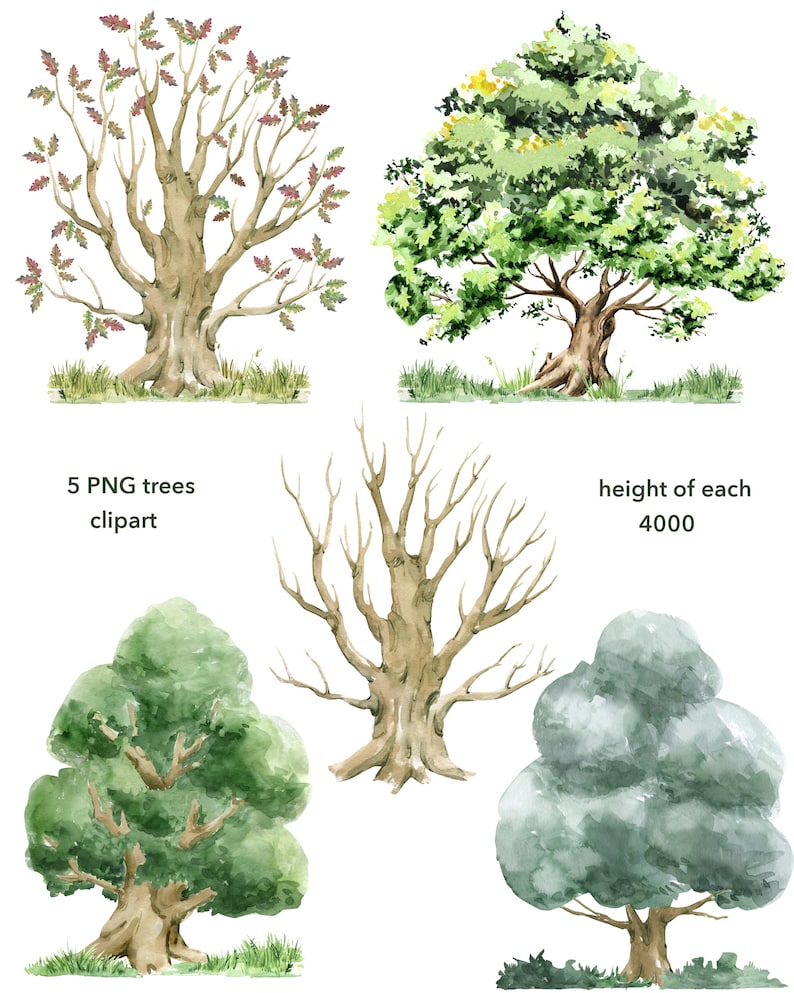 May include: Five watercolour illustrations of trees, each with a different style and colour. The trees are isolated on a white background. The text "5 PNG trees clipart" and "height of each 4000" is included in the image.