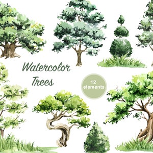 Watercolor trees clipart. oak, poplar, bush, leaf, glade. forest clipart. nature forest art, forest green trees