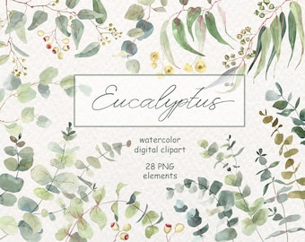 May include: Watercolor illustrations of eucalyptus leaves and branches in shades of green, grey, and yellow. The text "Eucalyptus" is written in cursive script. The text "watercolor digital clipart 28 PNG elements" is also included.
