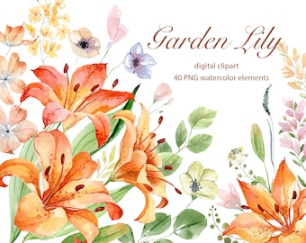 May include: Watercolor illustration of orange lilies, green leaves, and other flowers. The illustration is titled "Garden Lily" and says "digital clipart 40 PNG watercolor elements".