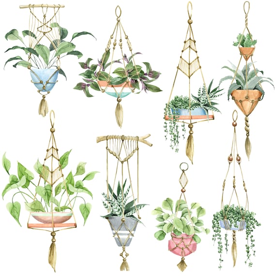 hanging plant baskets indoor Succulent Hanging Basket 3-pack: Trailing Succulents - Easy Plant Care -  (3.5") - Crassula - Sedum - Drought Tolerant Plants - Senecio