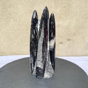 Peut inclure: Une sculpture fossile noire et blanche avec une forme allongée unique. La sculpture présente une finition polie et brillante avec des motifs et des textures complexes. Le fossile est exposé sur une surface gris foncé, mettant en valeur sa beauté naturelle.