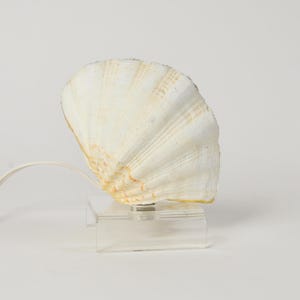 May include: A table lamp featuring a large, off-white scalloped seashell shade with subtle orange-brown ridges. The shell is mounted on a clear, rectangular acrylic base and includes a thin white electrical cord extending from the side.
