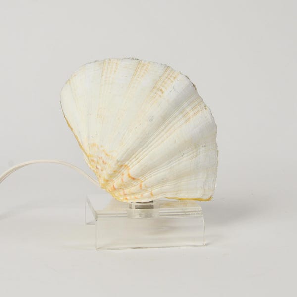 Vintage Clamshell and Lucite Accent Lamp, Mid Century Natural Shell Night Light