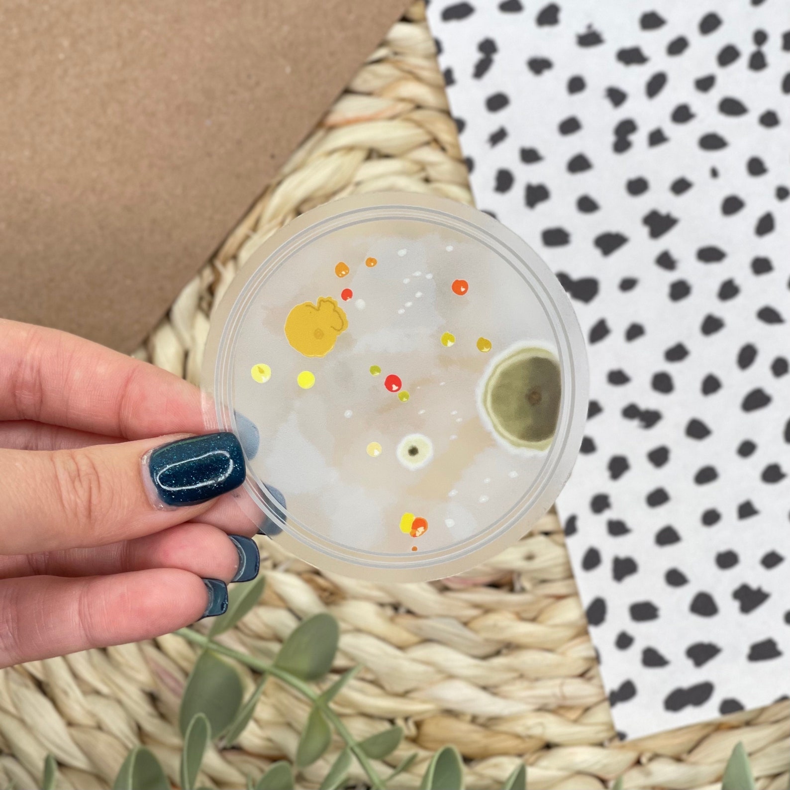 Bacteria Petri Dish Clear Sticker - Science Lab Waterproof Decal - Etsy