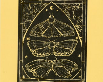 Midnight Moths
