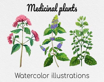 Medicinal Herbs Clipart | Herbal Remedies PNG | Botanical Watercolor | png transparent background | Natural Medicine | Commercial Use