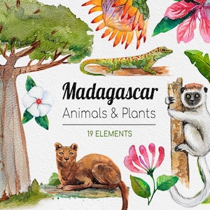 Imágenes prediseñadas de acuarela de Madagascar / Animales y plantas raros de Madagascar / Imágenes PNG de acuarela pintadas a mano / Descarga digital