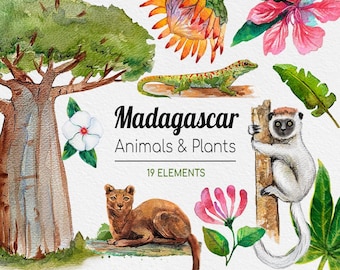 Imágenes prediseñadas de acuarela de Madagascar / Animales y plantas raras de Madagascar / Imágenes PNG de acuarela pintadas a mano / Descarga digital
