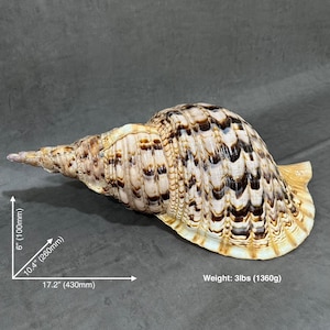 17.2" (430mm) Extremely Large Triton Trumpet Conch Shell, Natural Seashell for Home Decor, super rare sea snail for collection