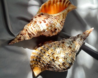 Giant Triton Seashell: Natural Queen Snail Shell, Beach Decor (12-14.8”)
