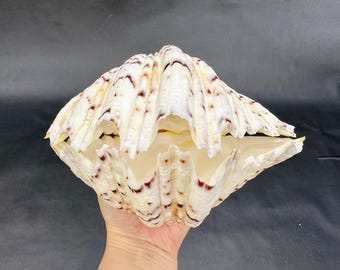 巨大なシャコガイの貝殻：天然の海の装飾、工芸品の飾り（18～20 cm