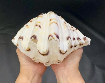 7.6*5.2*5.2” Pair of Tridacna Gigas Clam Shell, Conch Shell for Coastal Home Decor, Beach Wedding, Jewelry Display. TARIFFS, DUTIES INCLUDED
