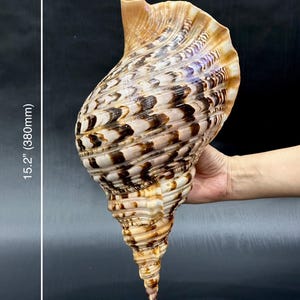 Très grande conque trompette triton de 380 mm (15,2 po.), escargot de mer naturel, coquillage pour décoration intérieure côtière, collection vintage