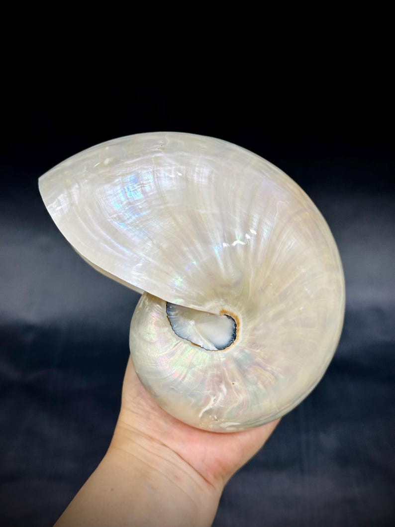 7.2” (18cm) Polished Nautilus Conch Shell: Iridescent Pearl Seashell ...