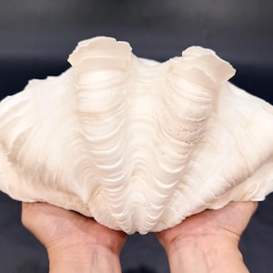 Puede incluir: Una gran concha de almeja blanquecina con una superficie texturizada y crestas onduladas. La concha está sostenida por dos manos sobre un fondo oscuro. Su tamaño y forma única la convierten en un artículo decorativo.