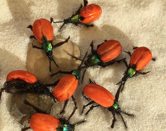 6 pcs. Fishing Flies Premium Orange foam bugs  Kamasan hook