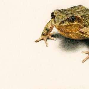 May include: A detailed pencil drawing of a green and brown frog with black eyes. The frog is sitting on a white background.