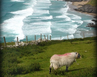 Celebrate Ireland! Handmade blank greeting card "Couminole Sheep, Dingle, Ireland" featuring original photography by Beth Trepper
