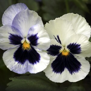 Handmade blank greeting card &quot;Pansies&quot; featuring original photography by Beth Trepper